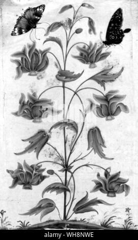 Blatt aus dem Album, die Dara Shukoh zu seinem Sife gab, Nadira Banu: c 1650 Stockfoto