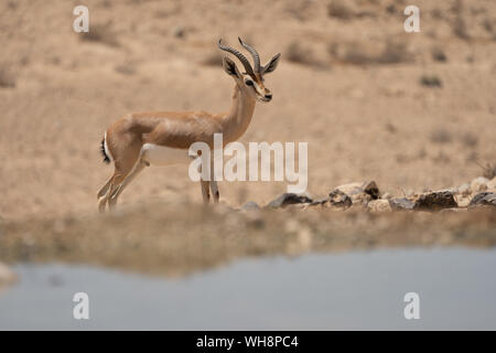 Männliche Dorcas Gazelle (Gazella dorcas) Wasser in der Wüste Negev Israel zu trinken Stockfoto