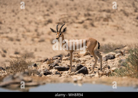 Männliche Dorcas Gazelle (Gazella dorcas) In der Wüste Negev Israel Stockfoto