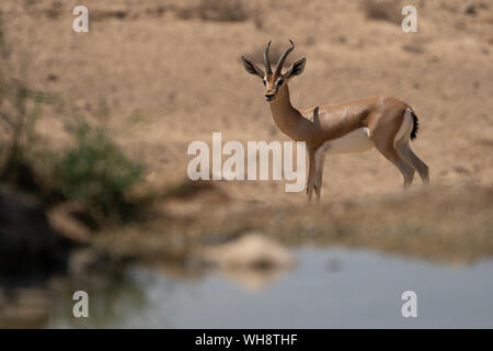 Männliche Dorcas Gazelle (Gazella dorcas) Wasser in der Wüste Negev Israel zu trinken Stockfoto