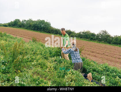 Guy Singh-Watson, Gründer von Riverford nimmt Bio Erbsen mit anderen Mitarbeitern. Stockfoto