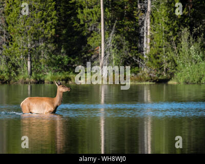 Erwachsene Frau Wapiti (Cervus canadensis) auf String-See, Grand Teton National Park, Wyoming, Vereinigte Staaten von Amerika, Nordamerika Stockfoto