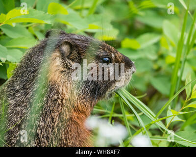 Nach Yellow-bellied Murmeltier (Marmota flaviventris) Ernährung bei Phelps See, Grand Teton National Park, Wyoming, Vereinigte Staaten von Amerika, Nordamerika Stockfoto