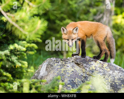 Red Fox (Vulpes vulpes), über zwei Monate alt in der Nähe seiner Höhle am Leigh See, Grand Teton National Park, Wyoming, Vereinigte Staaten von Amerika Stockfoto