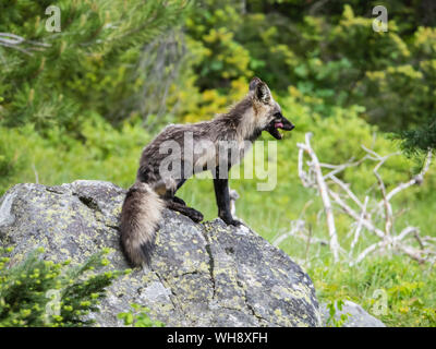 Nach Mutter Red Fox (Vulpes vulpes), Leigh in der Nähe ihrer Höhle am See, Grand Teton National Park, Wyoming, Vereinigte Staaten von Amerika, Nordamerika Stockfoto