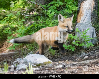 Red Fox (Vulpes vulpes), über zwei Monate alt in der Nähe seiner Höhle am Leigh See, Grand Teton National Park, Wyoming, Vereinigte Staaten von Amerika Stockfoto