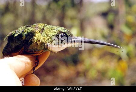 Rufous tailed Jacamar Galbula ruficauda Stockfoto