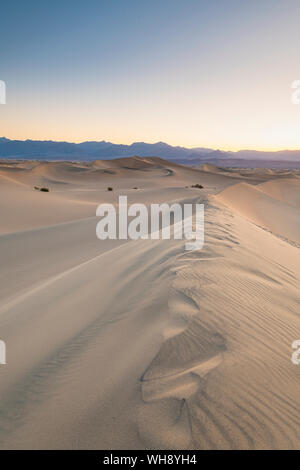 Mesquite flache Sanddünen im Death Valley National Park, Kalifornien, Vereinigte Staaten von Amerika, Nordamerika Stockfoto