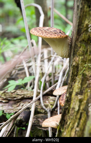 Polyporus squamosus aka Cerioporus squamosus Stockfoto