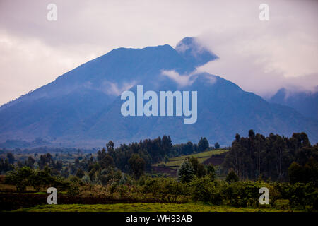 Dämmerung im Bwindi Impenetrable Forest Nationalpark, UNESCO-Weltkulturerbe, Uganda, Ostafrika, Südafrika Stockfoto