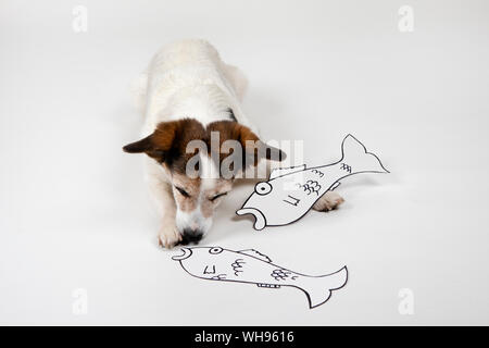 Mongrel mit gezogenen Fische auf weißem Grund Stockfoto