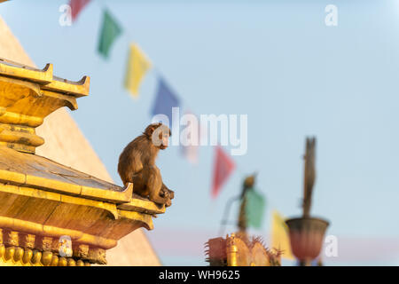 Ein macaque Affen bei Swayambhunath (Monkey Tempel) vor Gebetsfahnen, UNESCO-Weltkulturerbe, Tal von Kathmandu, Nepal, Asien Stockfoto