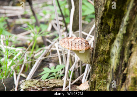 Polyporus squamosus aka Cerioporus squamosus Stockfoto