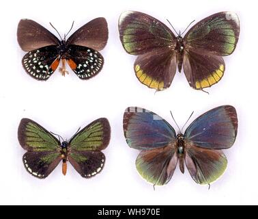 Schmetterlinge und Motten - (von links nach rechts) Eumaios atala (Unterseite des männlichen), Theorema eumenia (weiblich), eumaios Atala (männlich), Theorema eumenia (männlich) Stockfoto