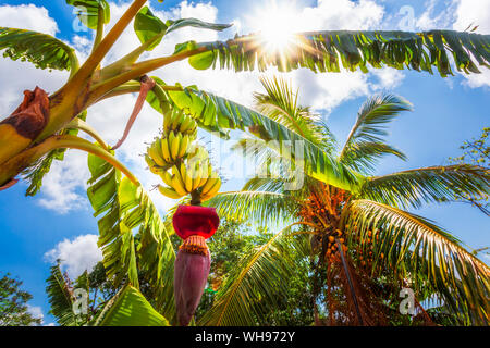 Bananenstaude in Vinales, UNESCO-Weltkulturerbe, Provinz Pinar del Rio, Kuba, Karibik, Karibik, Zentral- und Lateinamerika Stockfoto