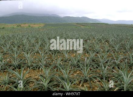 Mit seinen 1000 Inseln Erhaltung Kampagne den wilden Vogel Gesellschaft hofft, einige Bereiche des einheimischen Waldes im Ryukyu Inseln aus Ananas Plantagen und andere intensive Nutzung zu schützen. Stockfoto