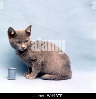 Korat-Katze Stockfoto