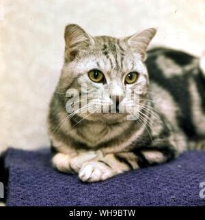 Silber Tabby Cat Stockfoto