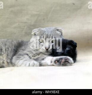 Scottish Fold Katze Stockfoto