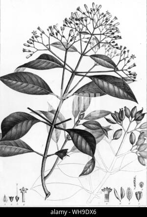 Equinoxiales Mutisa grandiflora von Plantes von Humboldt und Bonpland, und Don José Celestino Mutis, für die die Gattung wurde genannt Stockfoto