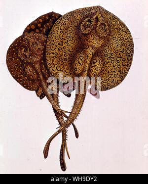 Stingrays überhand in den sandigen Untiefen des Orinoco. Bild von L'Amerique du Sud von Francis de Castelnau, der Royal Geographical Society, London. Stockfoto