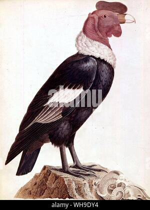 Südamerikanische Condor. Von Racueil d'Bemerkungen de Zoologie von Humboldt und Bonpland, der Royal Geographical Society, London. Foto: Derrick Witty Stockfoto