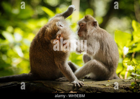 Long-tail Makaken, Affenwaldstation, Ubud, Bali, Indonesien, Südostasien, Asien Stockfoto