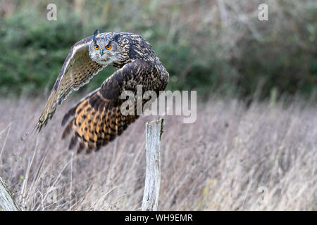 Uhu (Bubo bubo) fliegen in einem Feld in der Grafschaft Gloucestershire Stockfoto