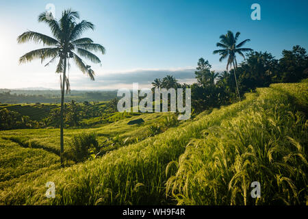 Jatiluwih Reis Terrassen, Tabanan, Bali, Indonesien, Südostasien, Asien Stockfoto