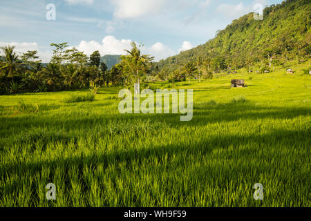 Landschaft in der Nähe von Sidemen, Bali, Indonesien, Südostasien, Asien Stockfoto