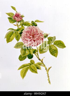 Englisch Cabbage Rose Rosa Centifolia Stockfoto