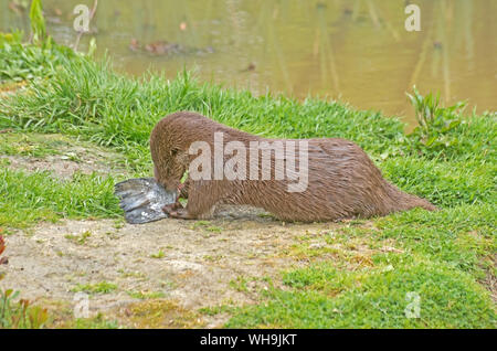 Fischotter Lutra Lutra europäischen Captive Stockfoto