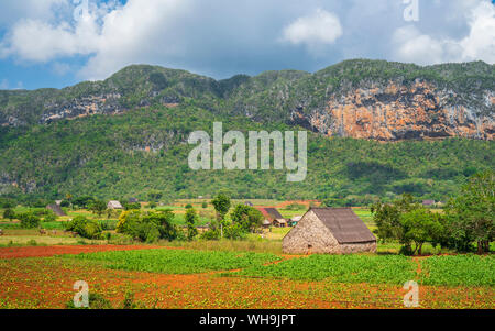 Tabak Feld in Vinales Nationalpark, UNESCO-Weltkulturerbe, Provinz Pinar del Rio, Kuba, Karibik, Karibik, Zentral- und Lateinamerika Stockfoto