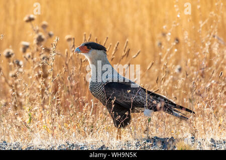 Crested Karakaras [Karakara plancus], Patagonien, Argentinien, Südamerika Stockfoto