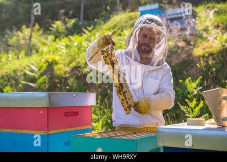 Imker Kontrolle Rahmen mit honigbienen Stockfoto