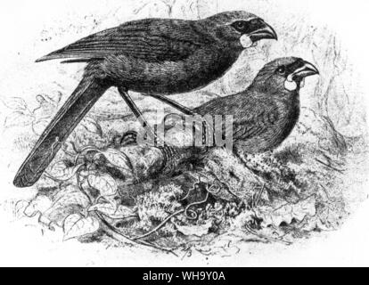 Kokakos (Callaeas cinerea), enge Verwandte von Saddlebacks, kann jetzt nur auf der Nordinsel Neuseelands in kleinen und wahrscheinlich sinkenden Zahl überleben. Gravur nach einer Zeichnung von J.G. Keulemans von W.I. Buller "Geschichte der Vögel von Neuseeland (Wellington, 1882) Stockfoto