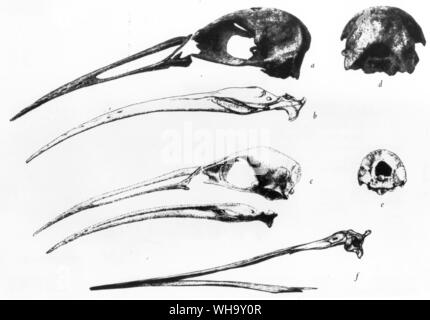 Kraniale Elemente der Aphanapteryx: A. bonasia, die Mauritius Red Hen (a, b, d, f); A., von Leguat leguati Gelinote (c, e). Anordnung abgeleitet aus der Arbeit f S.L. Olson (nach Gunther und Newton, Piveteau und Milne-Edwards) in S.D. Ripley's Schienen der Welt (David Godine: Boston, 1977). Mit freundlicher Genehmigung von S.L. Olson und S.D. Ripley. Stockfoto