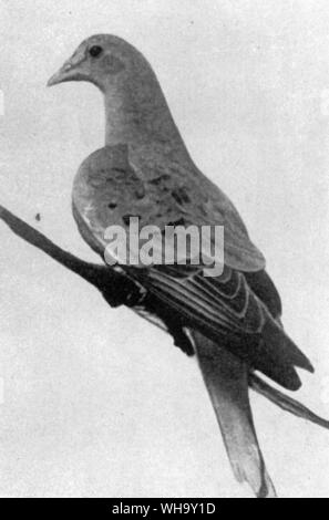 Martha - Der letzte Passagier Pigeon, starb am 1. September 1914 über 29 in Cincinnati Zoological Gardens ab. Ihr gefüllte Haut kann an der Smithsonian Institution, Washingtona gesehen werden. Stockfoto