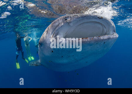 Schnorchler mit einem jugendlichen Walhai (Firma IPCON typus), die an der Oberfläche in der Honda Bay, Palawan, Philippinen, Südostasien, Asien Stockfoto