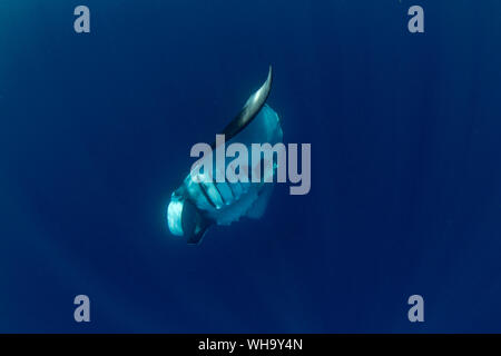 Oceanic Mantarochen (Manta birostris) Fütterung in der Nähe der Oberfläche, Honda Bay, Palawan, Philippinen, Südostasien, Asien Stockfoto