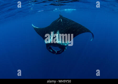 Oceanic Mantarochen (Manta birostris) Fütterung in der Nähe der Oberfläche, Honda Bay, Palawan, Philippinen, Südostasien, Asien Stockfoto