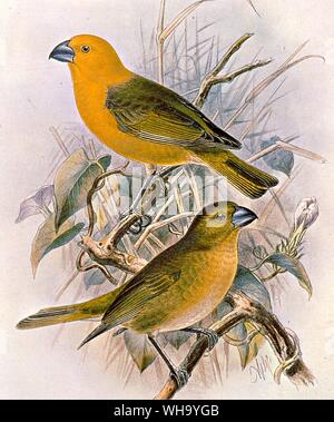 Koa "Finken", Handcolorierte Lithographie von J. G. Keulmans von W. Rothschild Avifauna von laysan und die benachbarten Inseln (London, 1893-1900), Pl.68. Mit freundlicher Genehmigung von Herrn Hon. Miriam Rothschild - Länge der Vogel 32cm (13 in) Stockfoto