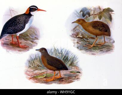 Ausgestorben Schienen. Oben rechts: Hawaiian Rail (Porzana sandwichensis); Mitte: Eine dunkle Form von S. sandwichensis oder vielleicht eine eigene Art (S. millsi); oben links: Tahitian Rot-Schiene (Rallus pacificus) in Rechnung gestellt. Chromolithographs von W. Rothschild ausgestorbenen Vögel (London, 1907), Pl.26. Mit freundlicher Genehmigung von Herrn Hon. Miriam Rothschild. - Hawaiische Rail ist 14 cm (5.5In) Länge Stockfoto