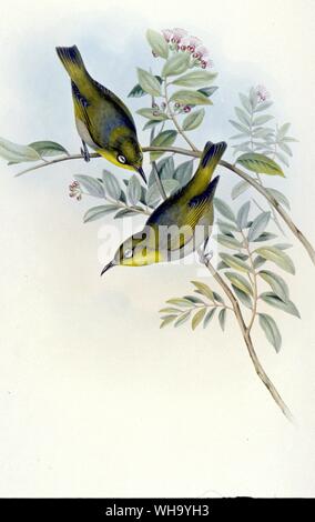 Lord Howe Island White-eye. Handcolorierte Lithographie von J. Gould und H.C. Richter von Goulds Ergänzung der Vögel von Australien (London, 1869), Pl 48. - Länge der Vogel, 13 cm (5 in) Stockfoto