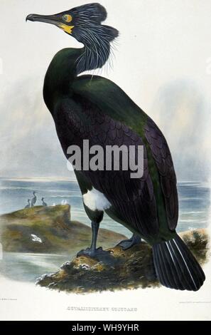 Spectacled Kormoran. Handcolorierte Lithographie von Josef Wolf von D.G. Elliot ist neu und bislang Unbeziffert Arten der Vögel von Nordamerika, Vol.2 (New York 1869), Pl.50. - Länge der Vogel, 97 cm (38 in) Stockfoto