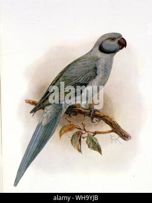 Newtons Sittich. Chromolithograph nach einem Gemälde von J.G. Keulemans von W. Rothschild ausgestorbenen Vögel (London, 1907), Pl.19. Mit freundlicher Genehmigung von Herrn Hon. Miriam Rothschild - Länge der Vogel 40cm (16 in) Stockfoto