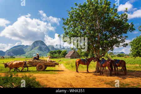 Bauer mit Ochsenkarren Beförderung in Vinales, UNESCO-Weltkulturerbe, Provinz Pinar del Rio, Kuba, Karibik, Karibik, Zentral- und Lateinamerika Stockfoto