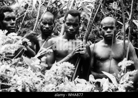 Asmat Stamm West Irian. Asmat ist wahrscheinlich der bekannteste Stamm in Papua (ehem. Irian Jaya). Sie werden berühmt nicht nur durch ihren Kopf - Jagd Praktiken in der Vergangenheit, sondern auch wegen ihrer einzigartigen Ideen und schönen Designs in der Holzschnitzerei... Der Name stammt wahrscheinlich aus der Asmat Worte als Akat, die nach Asmat Menschen bedeutet der richtige Mann. Außerdem, es wird auch gesagt, dass Asmat kommt von dem Wort Osamat das bedeutet, dass der Mensch vom Baum. Der asmat Nachbarn im Westen, die mimika behaupten jedoch, den Namen von ihr Wort für den Stamm abgeleitet wird, d. h. der Mensch manue Stockfoto