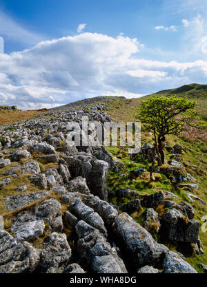 Teile dieses Karbon Kalkstein Ridge auf Bryn Alyn, North Wales, UK, haben weg getragen wurde ein Kalkstein Pflaster Blöcke & Risse zu bilden. Stockfoto