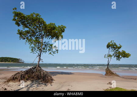 Insel MARAJO, BRASILIEN Stockfoto